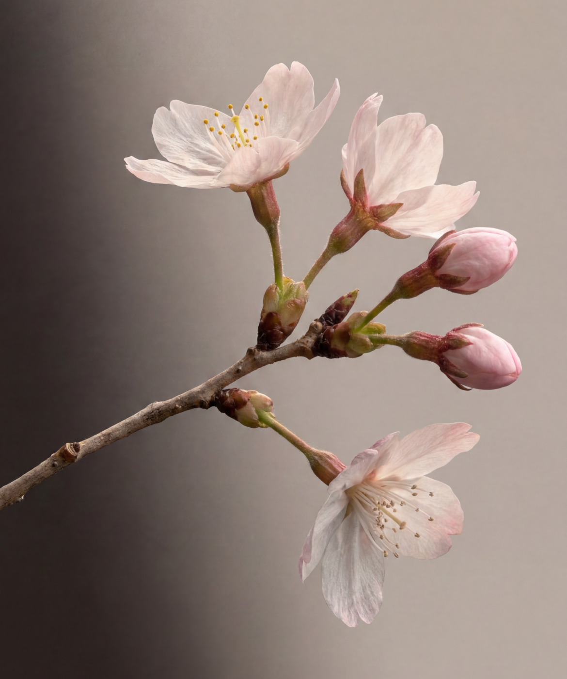 Close up image of the Cherry Blossom