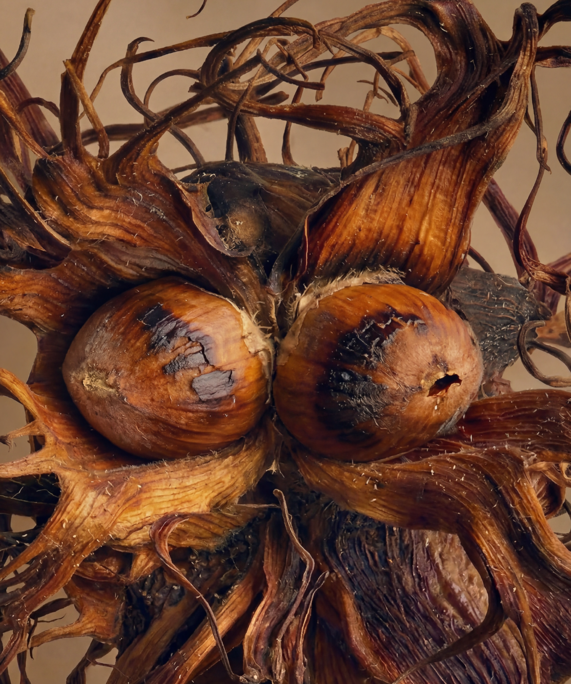 Close up image of the Roasted Hazelnut