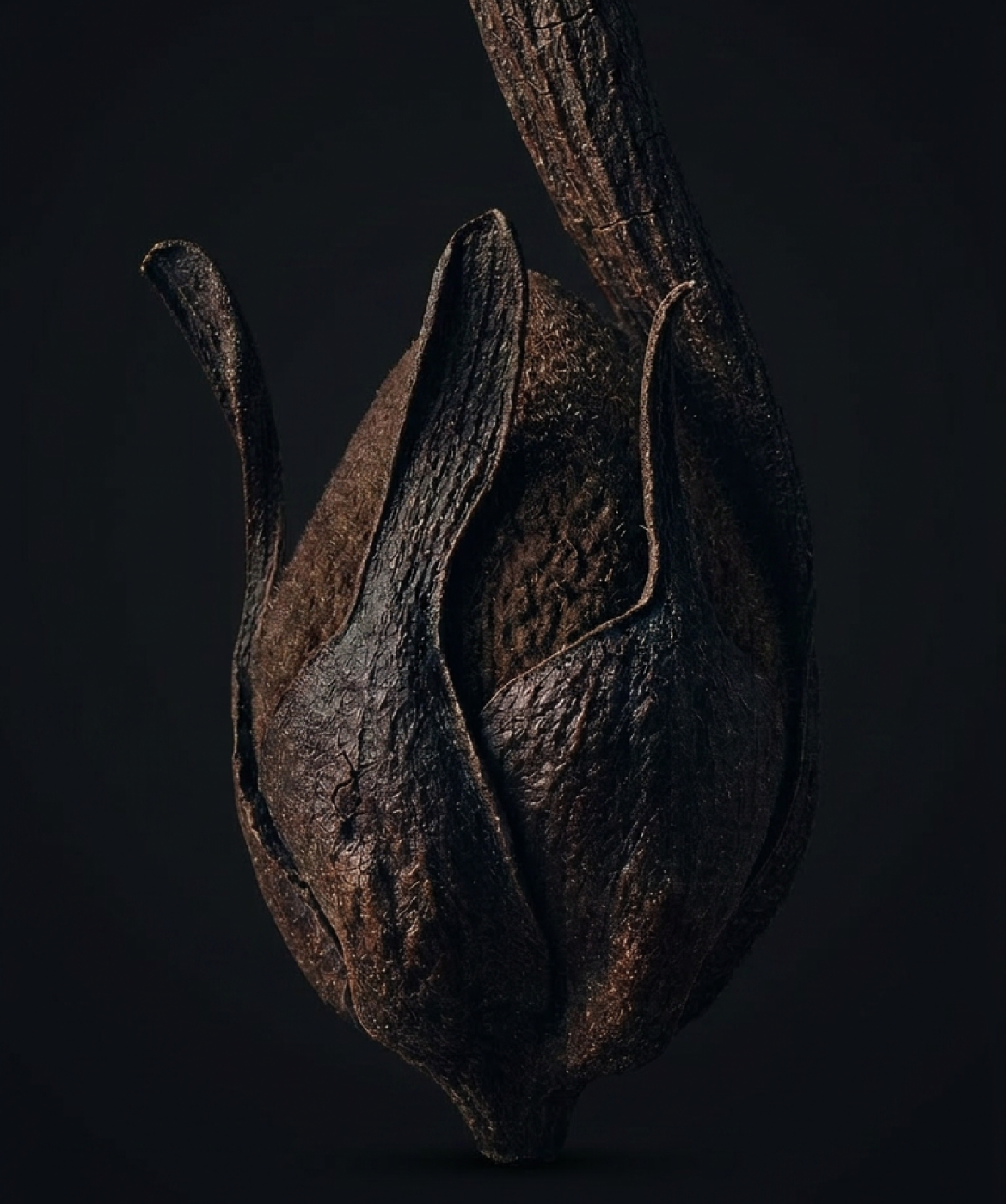 Close up image of the Clove