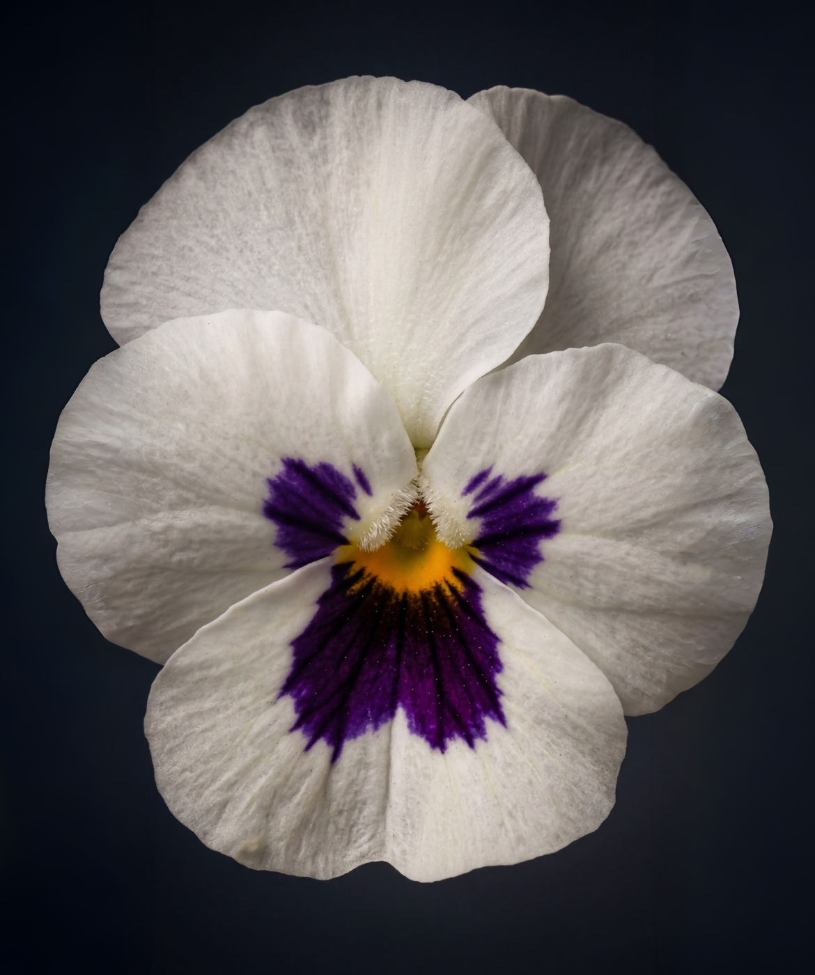 Close up image of the Violet flower