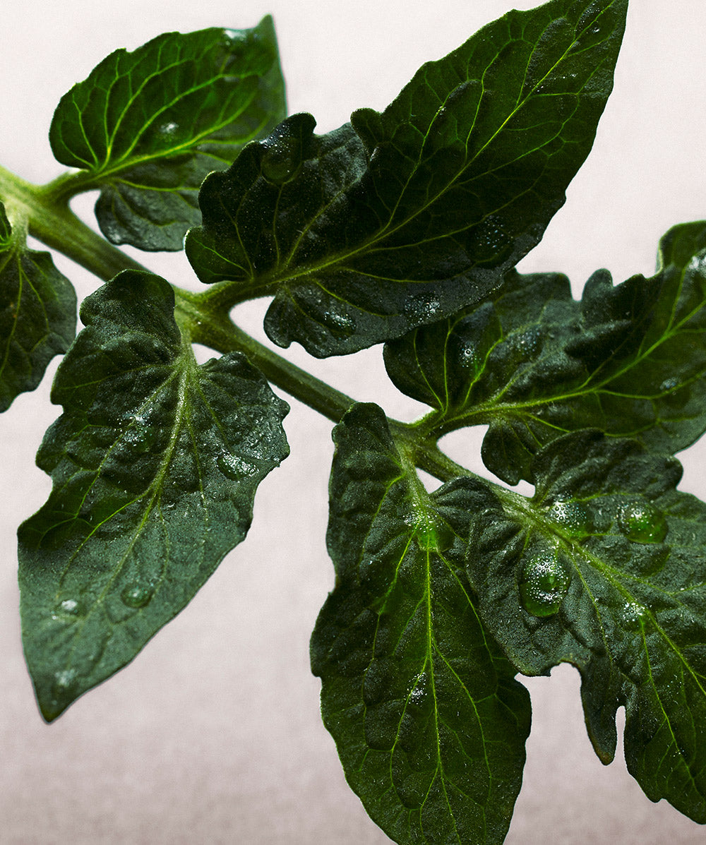 Tomato Leaf
