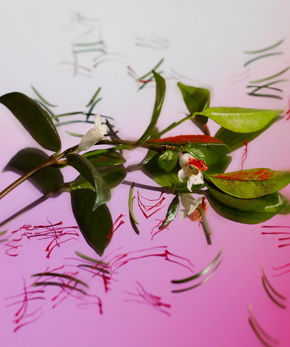 Love Affair -Plant- AromaTech Inc.