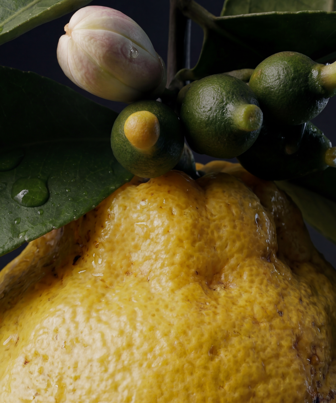 Close up image of the Italian lemon
