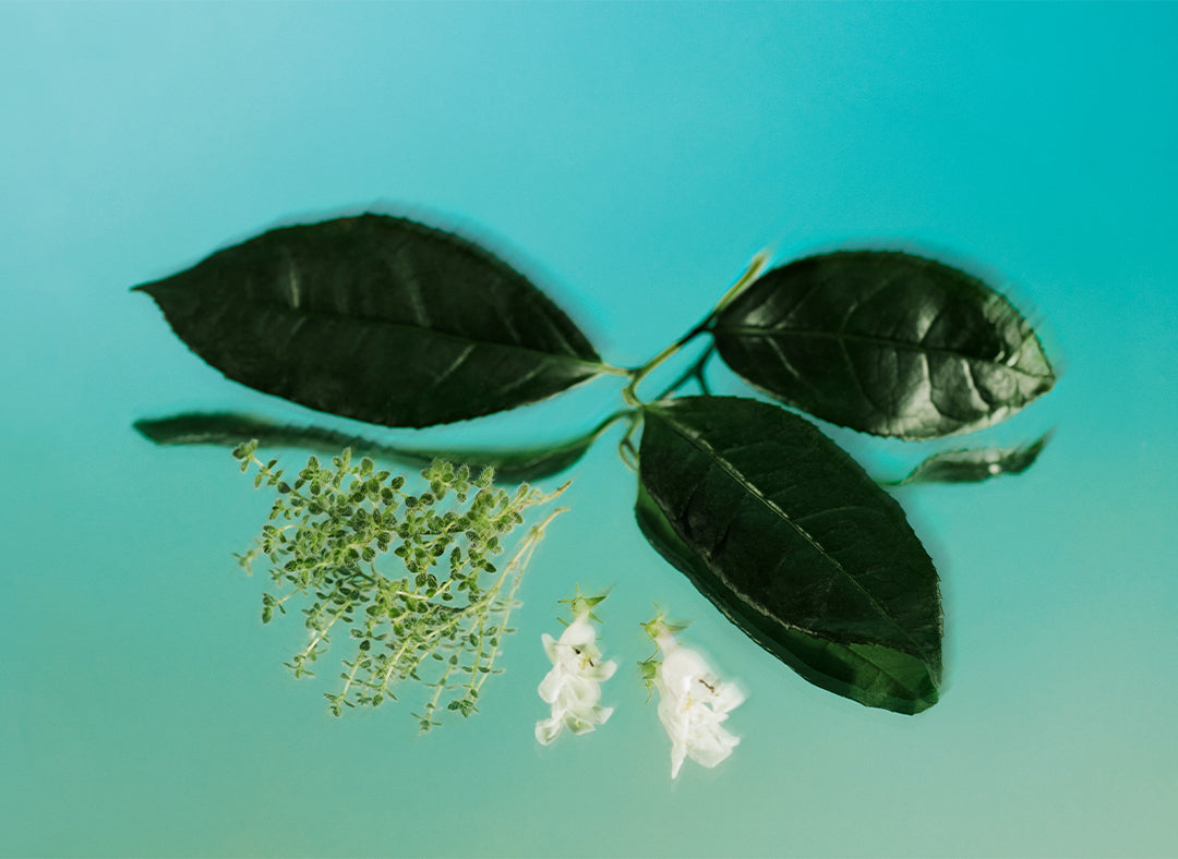 White tea & thyme scent