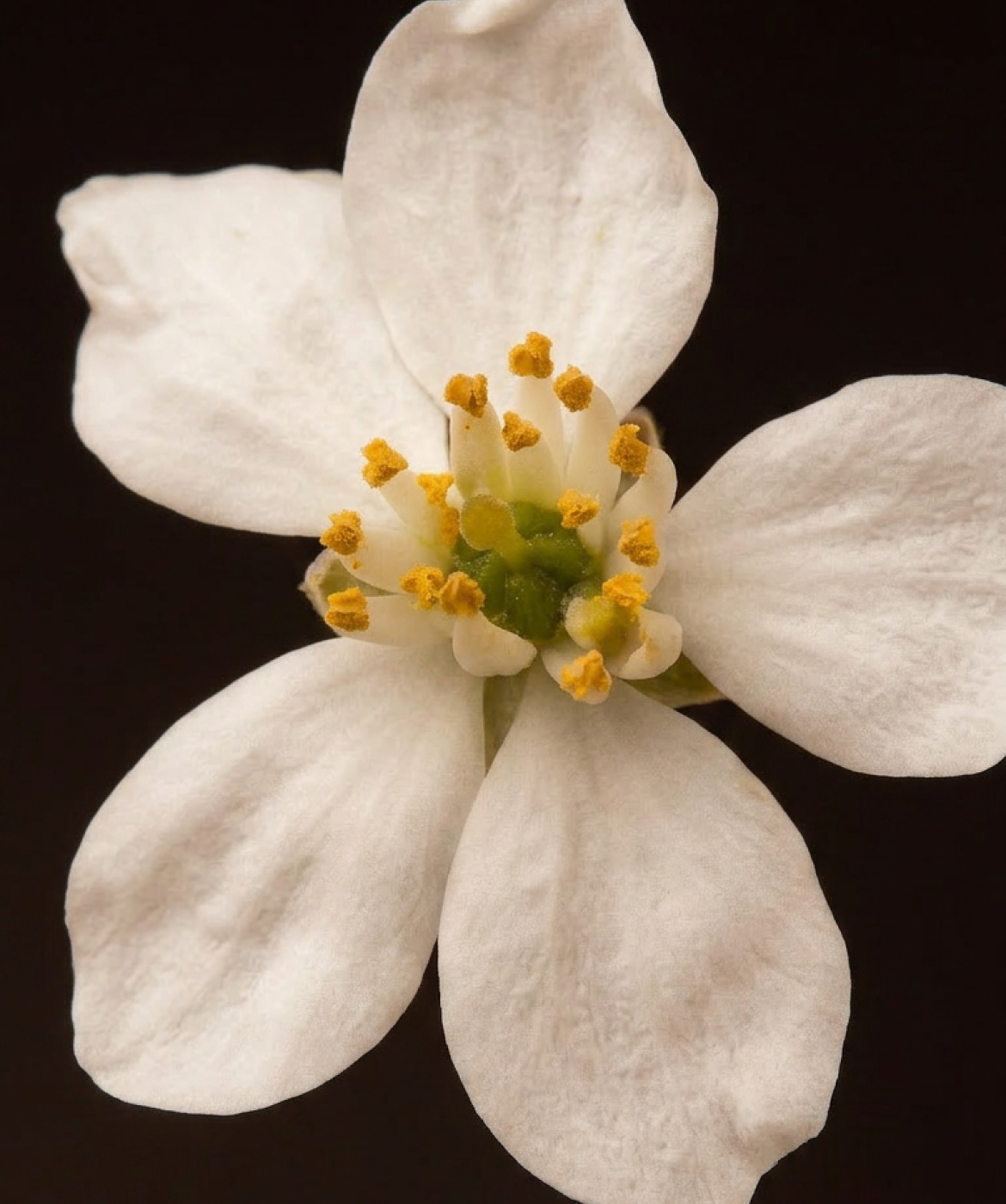 Close up image of the Orange Blossom