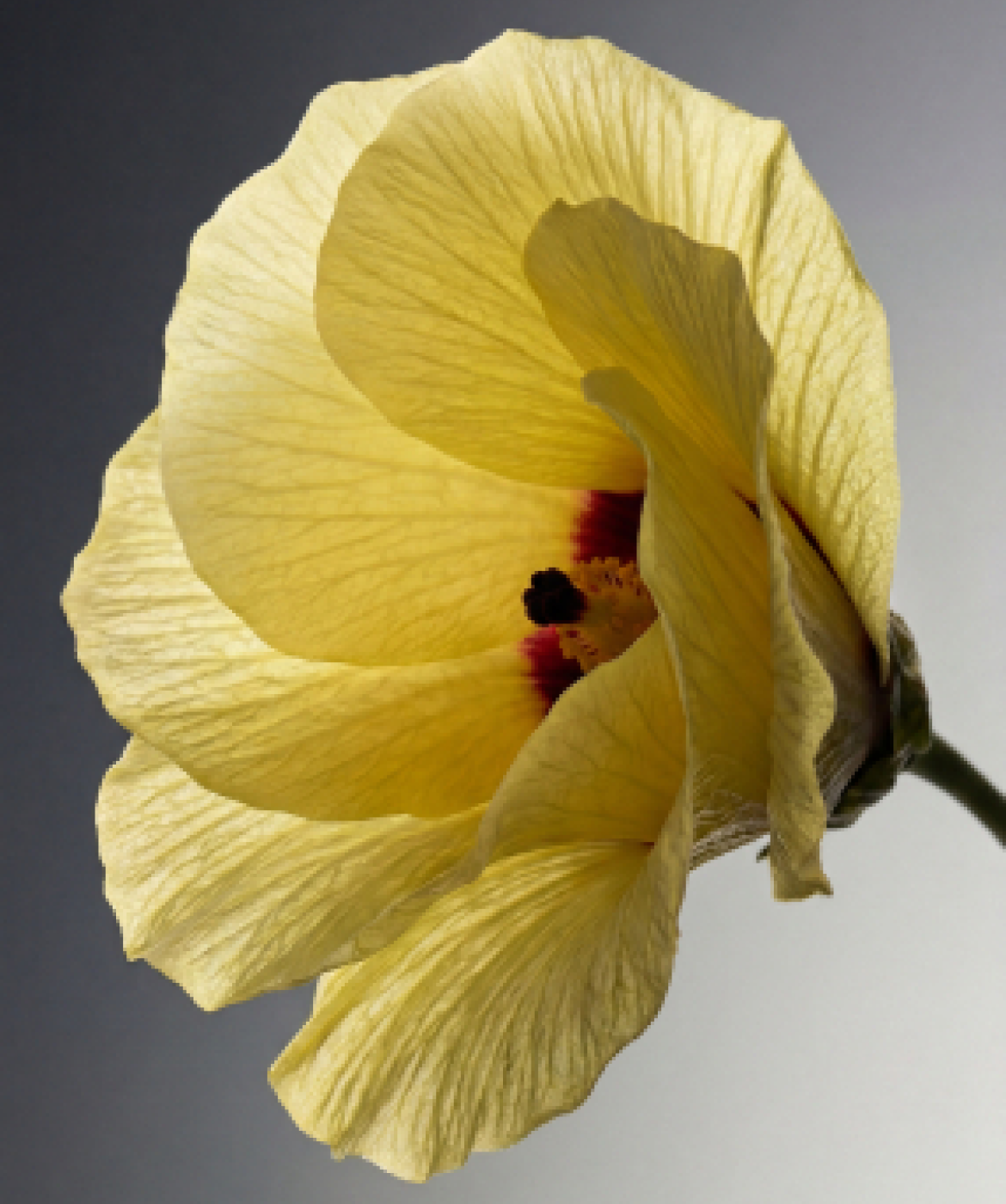 Fresh Cotton & Bergamot