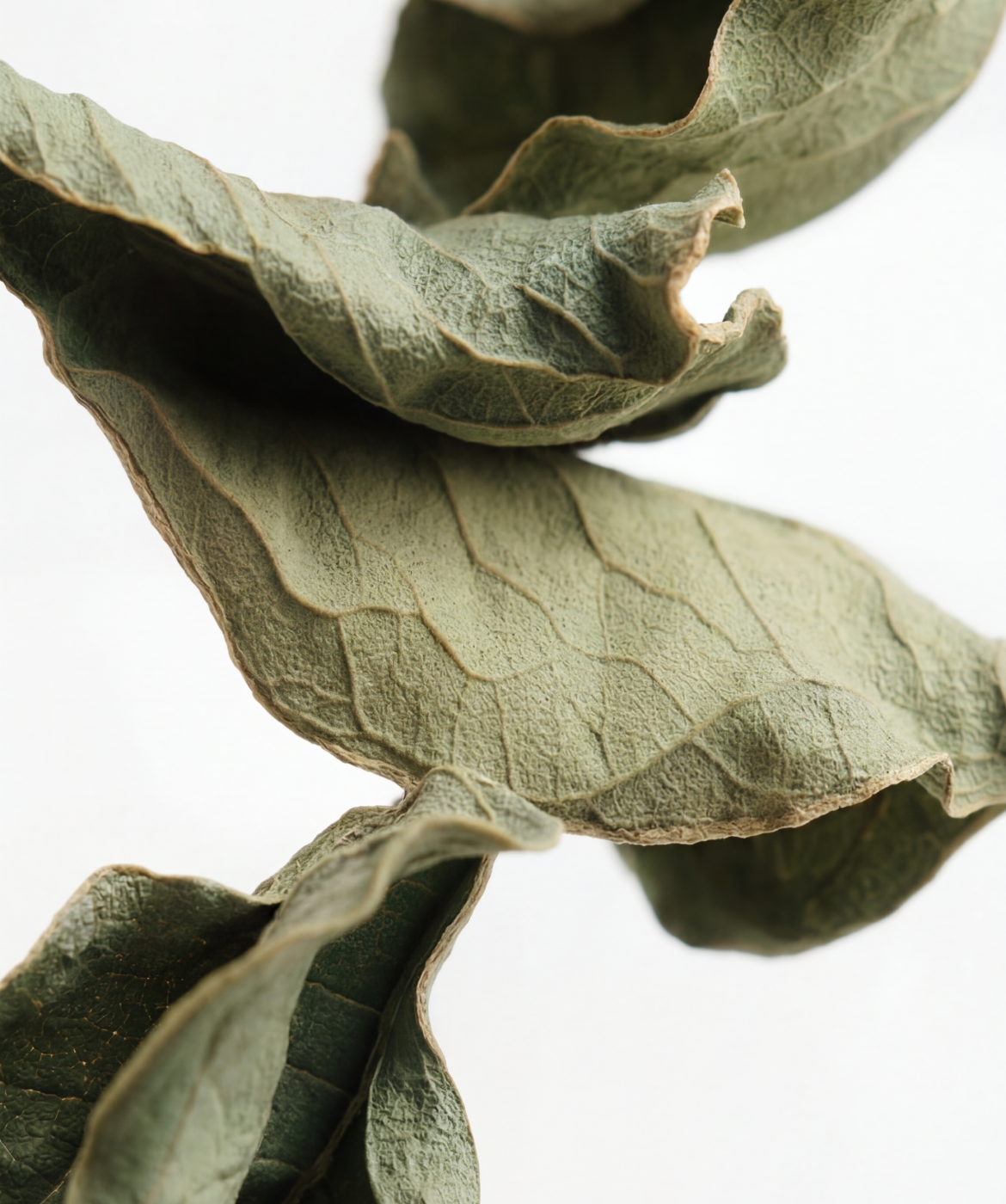Close up image of the Grean tea