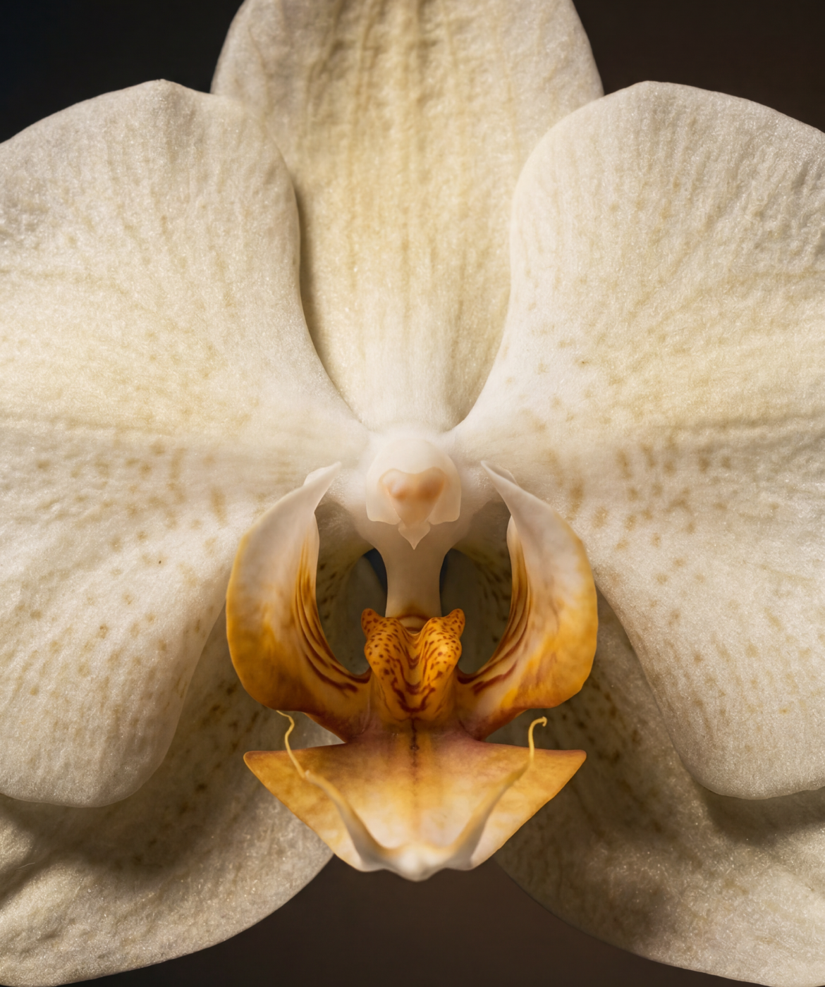 Close up image of the Vanilla Orchid