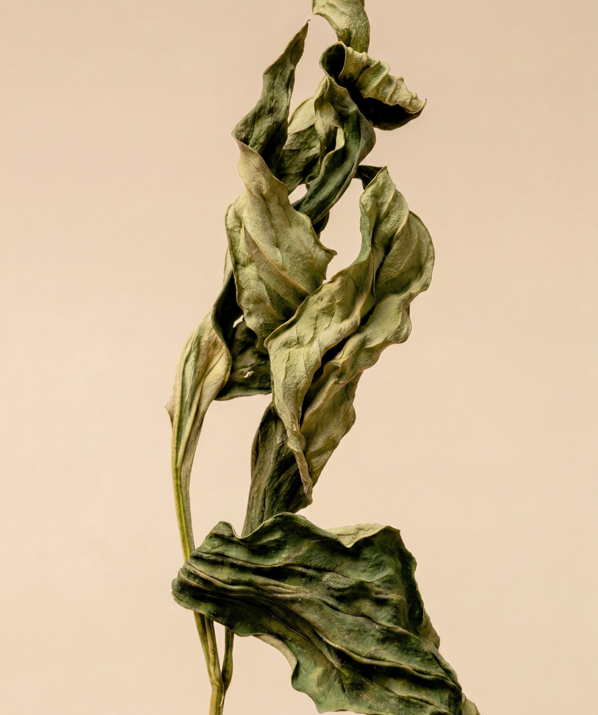 Close up image of the Matcha Tea