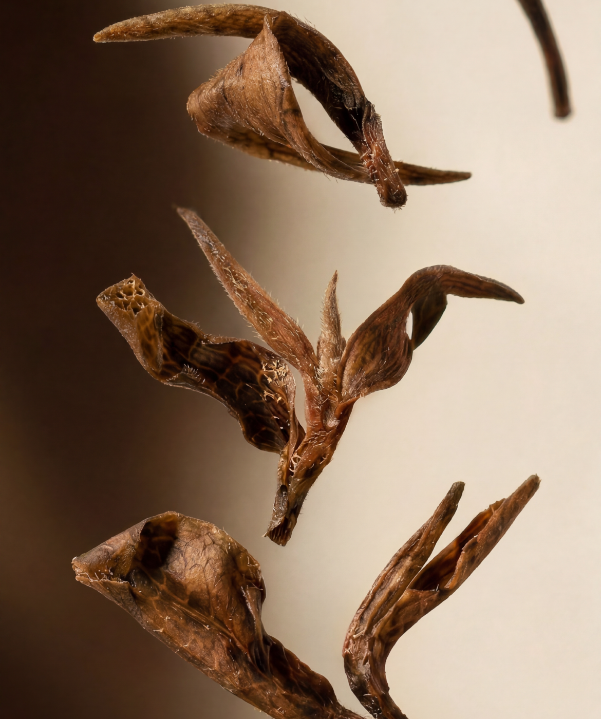 Close up image of the Oolong tea