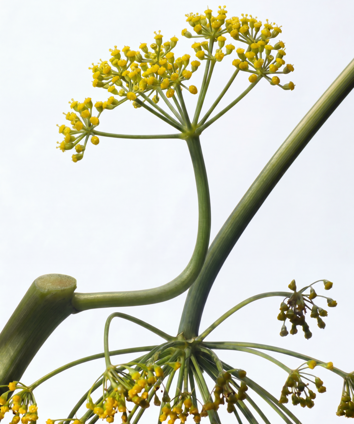 Close up image of the Galbanum