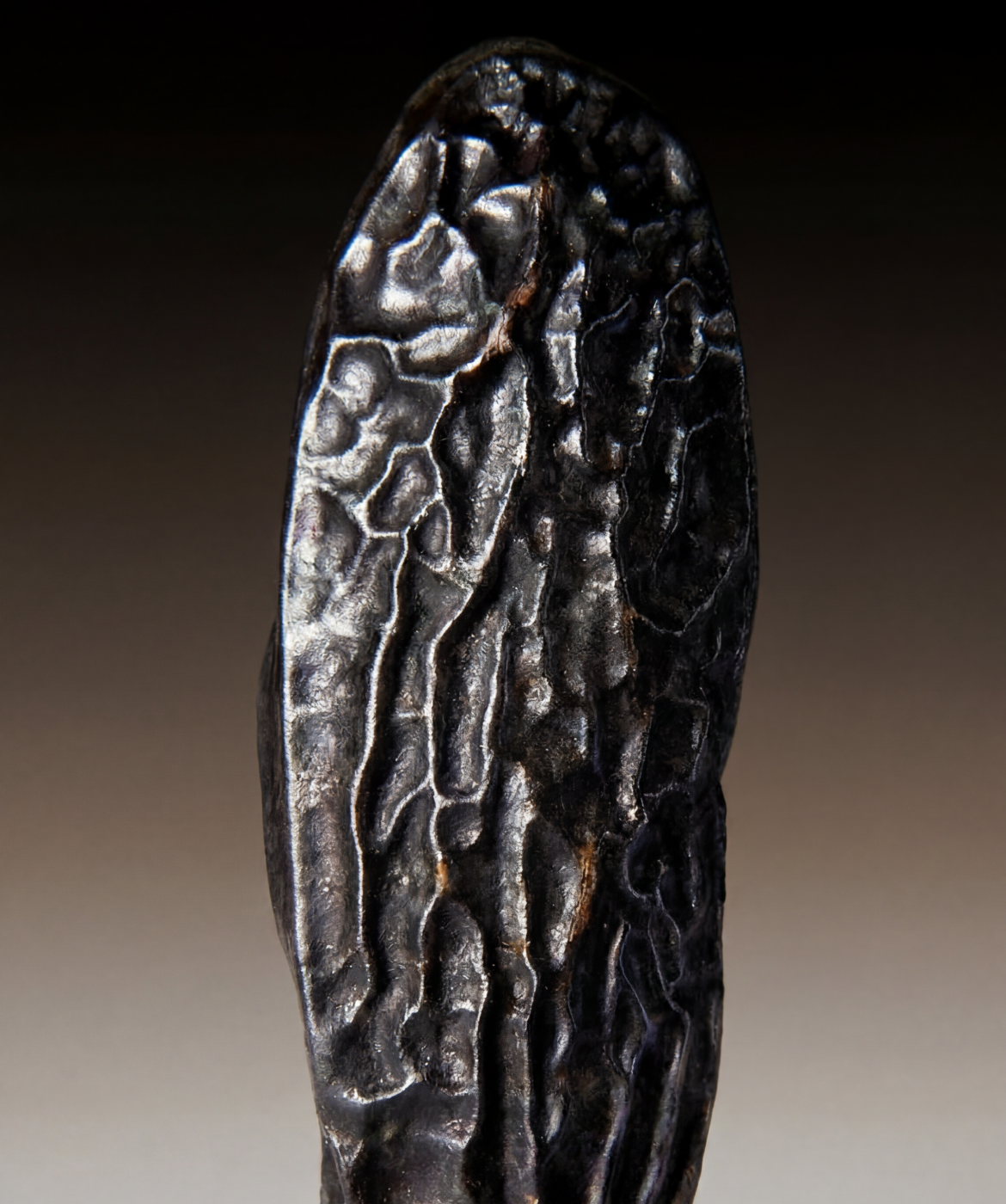 Close up image of the Tonka Bean