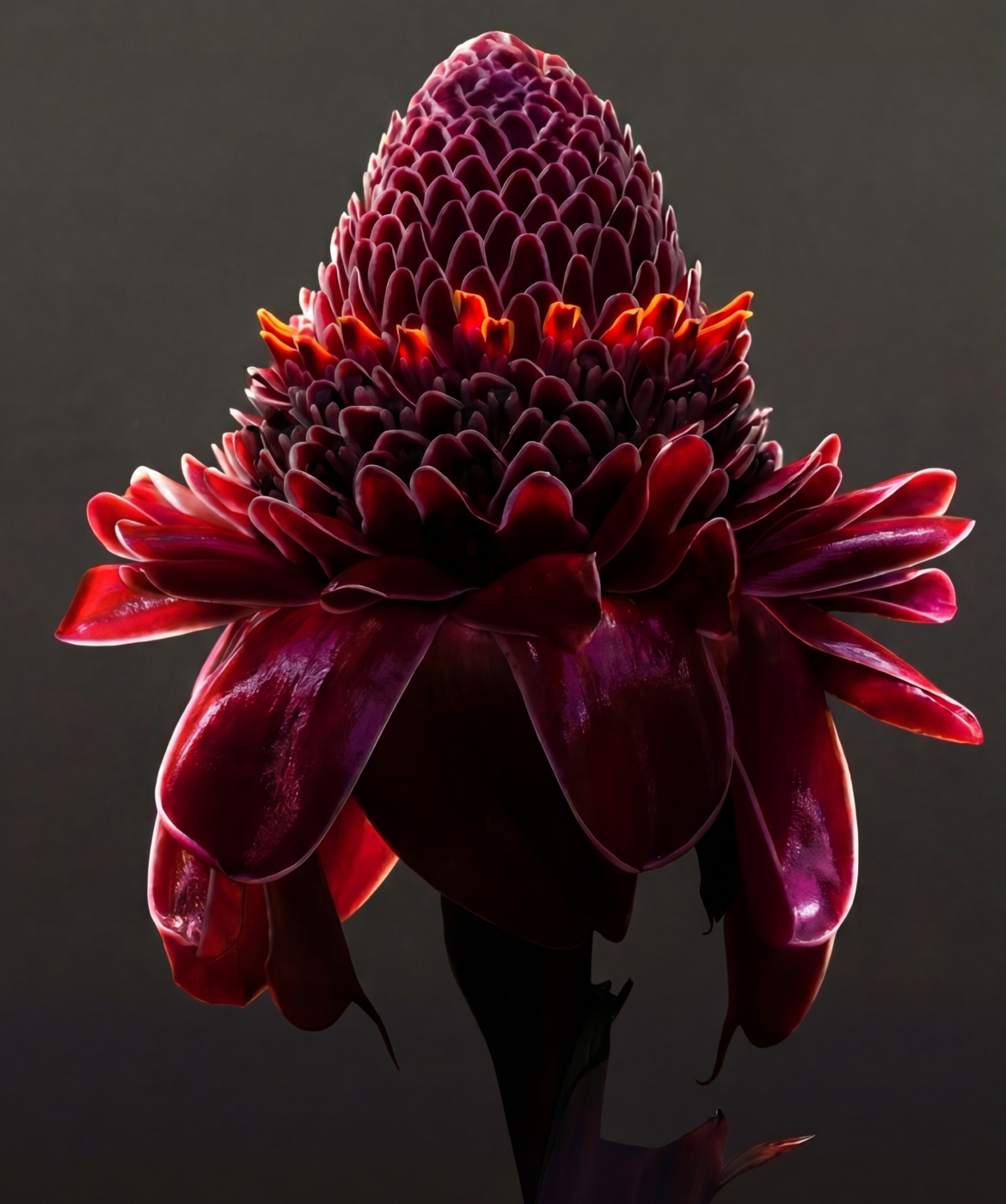Close up image of the Ginger flower